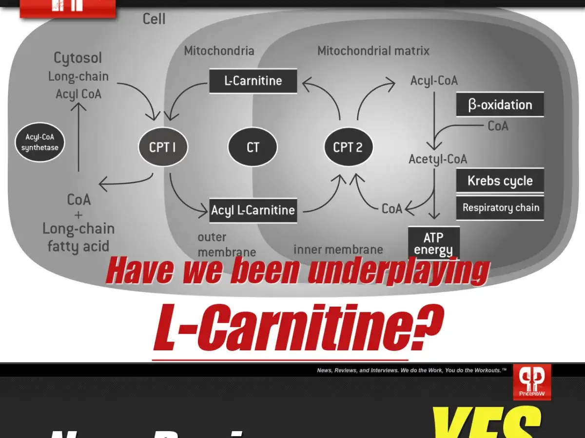 Schema del ruolo della carnitina nel trasporto degli acidi grassi per produrre energia.